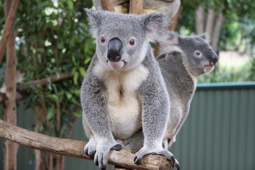 Koala Bears on Perch | Australian Adventure